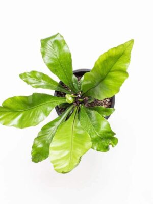 helecho-asplenium-001-768x768 Helecho Asplendium