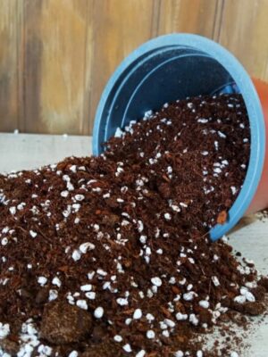 sustrato-premium sustrato-premium